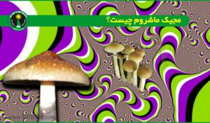 مجیک ماشروم چیست؟ what-is-Magic-Mushroom