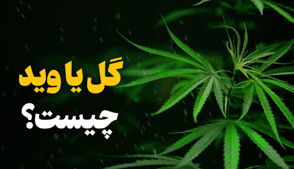 وید چیست؟ + 6 نشانه مصرف گل یا وید در افراد